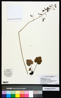 Heuchera americana image