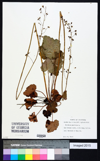 Heuchera americana image