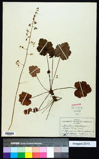 Heuchera americana image