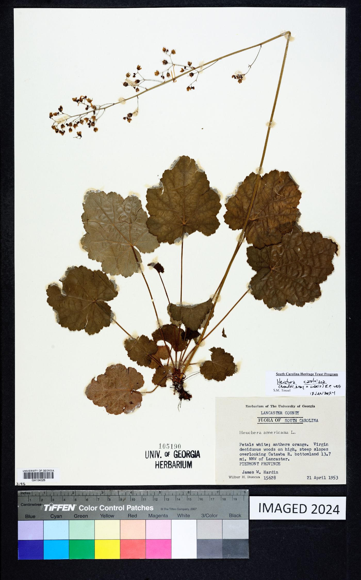 Heuchera caroliniana image