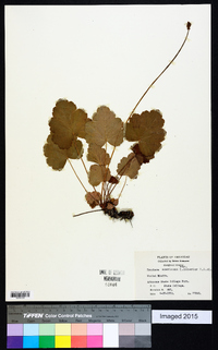 Heuchera americana image