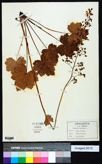 Heuchera americana image