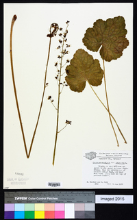 Heuchera americana image