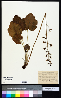 Heuchera americana image