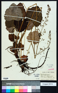 Heuchera americana image