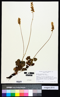 Heuchera cylindrica image