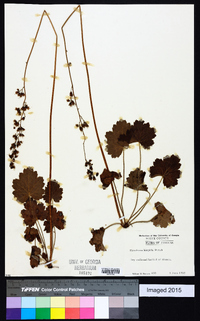 Heuchera americana image