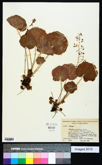 Heuchera parviflora image