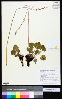 Heuchera parviflora image