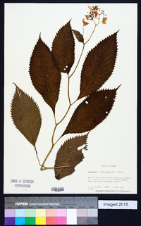 Hydrangea alternifolia image