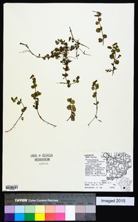 Chrysosplenium americanum image