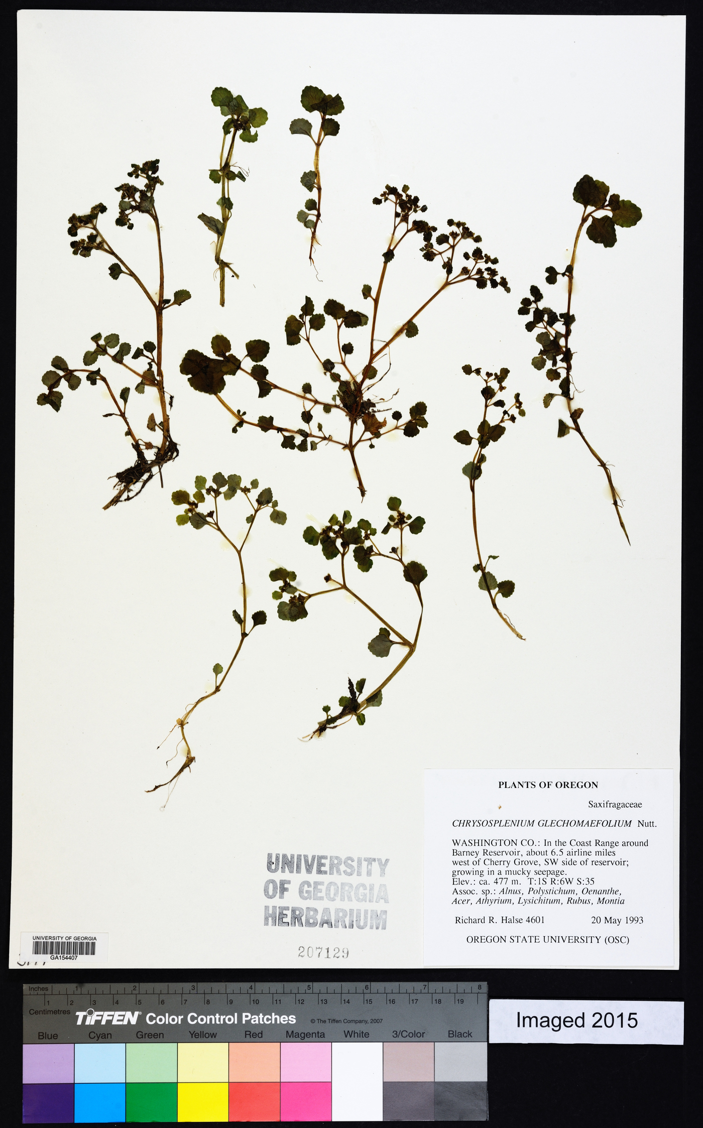 Chrysosplenium glechomifolium image