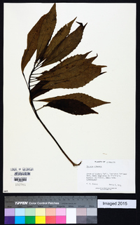 Image of Cuttsia viburnea