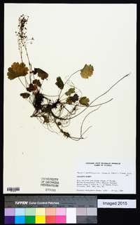 Heuchera parviflora var. rugelii image