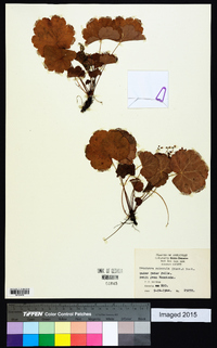 Heuchera puberula image