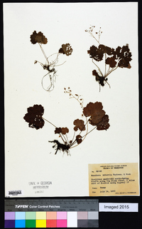 Heuchera puberula image