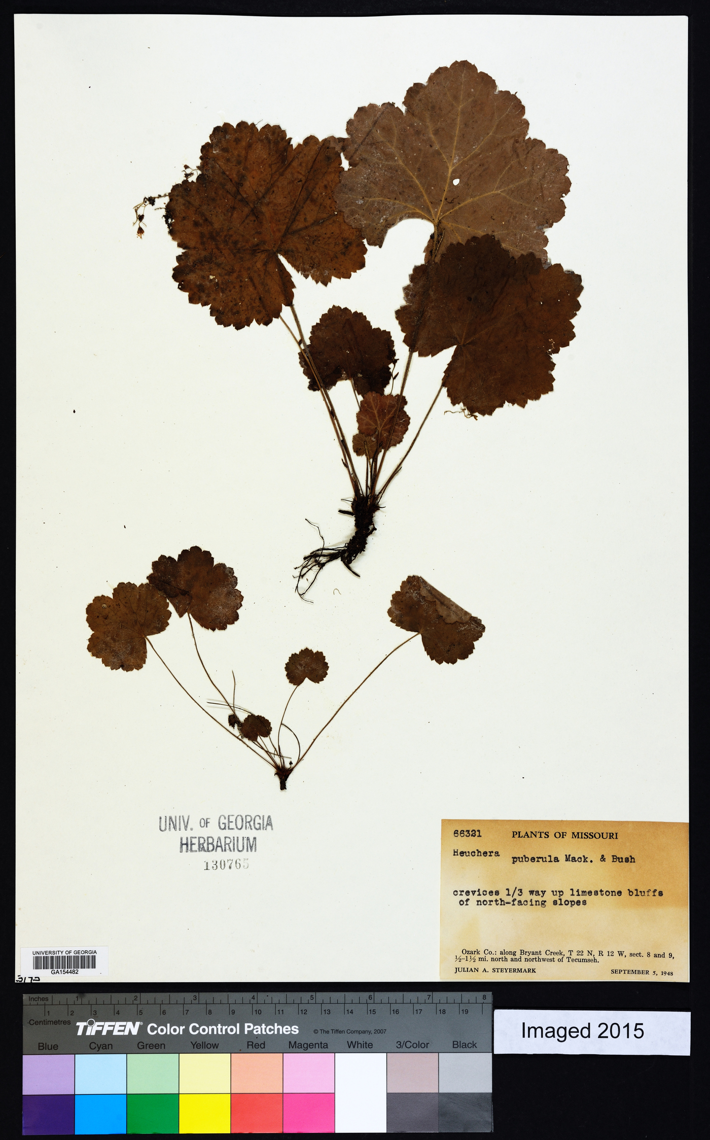 Heuchera puberula image