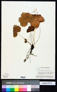 Heuchera puberula image