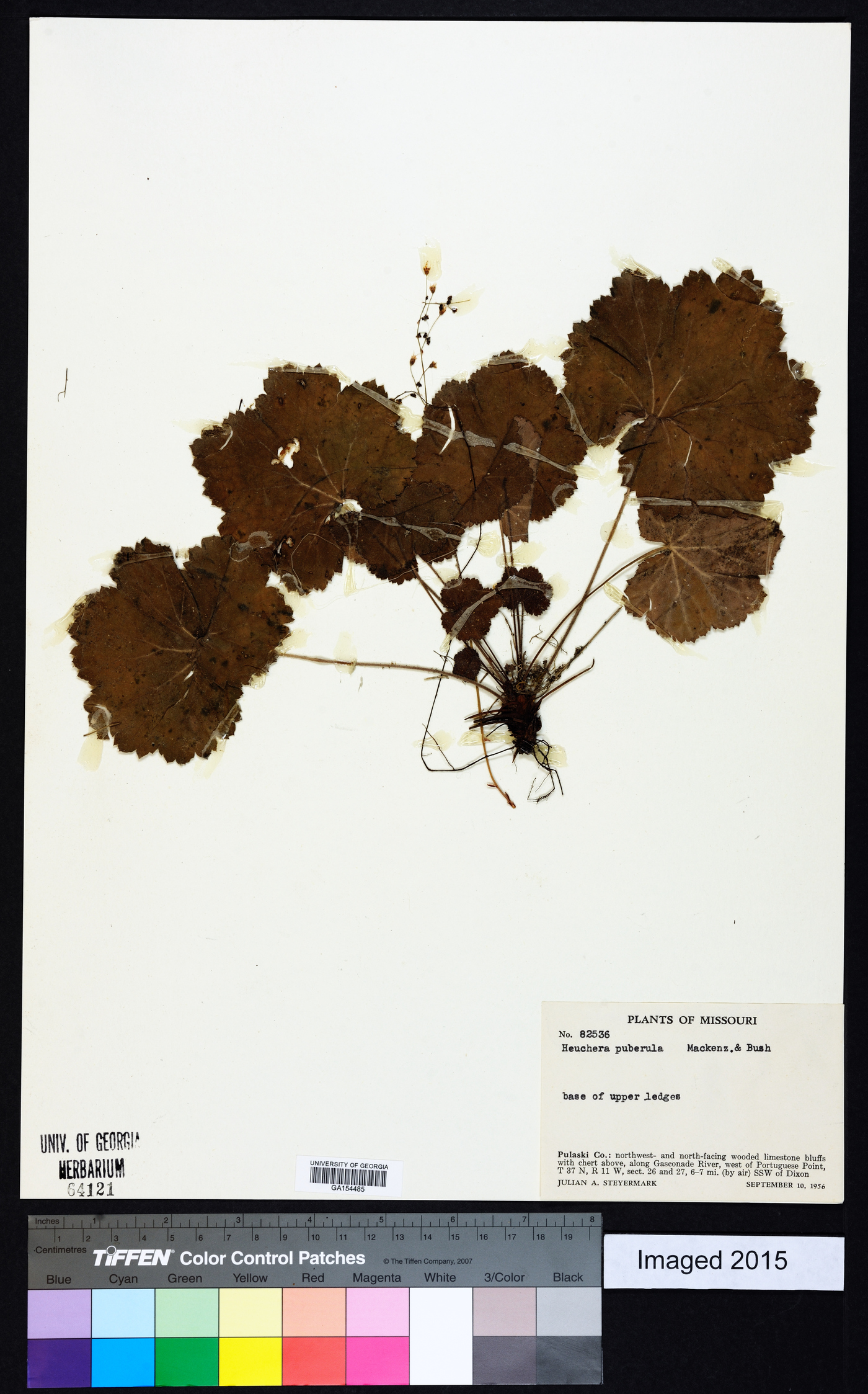 Heuchera puberula image