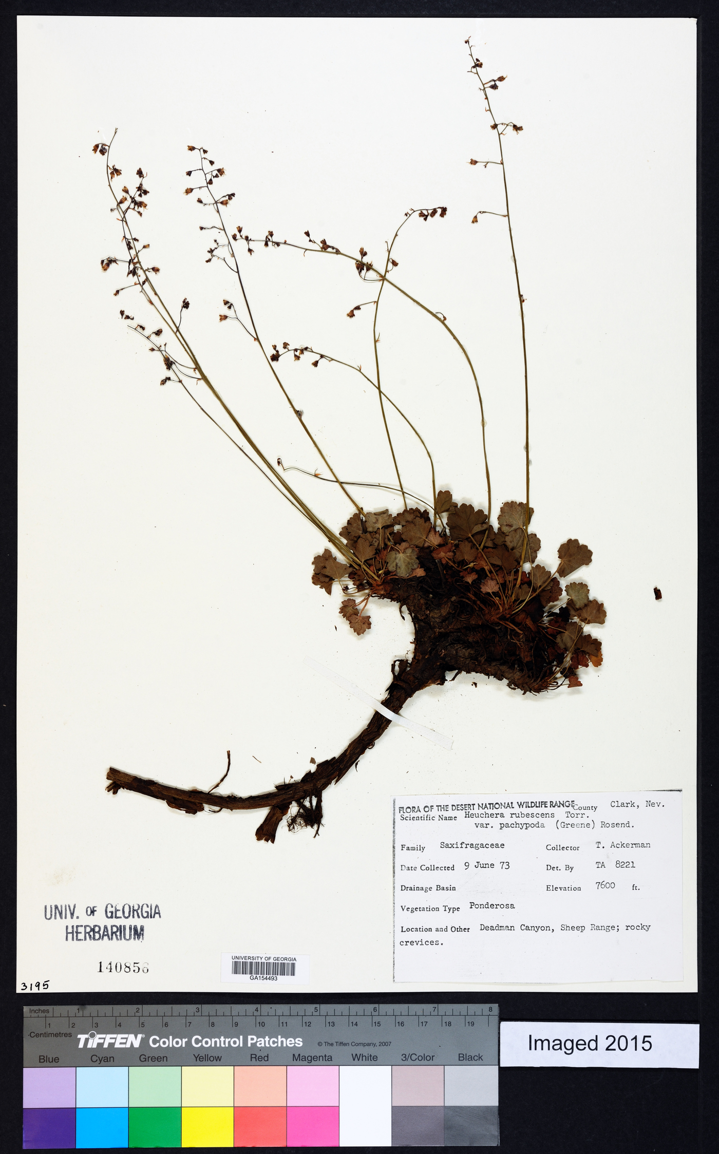 Heuchera rubescens var. pachypoda image