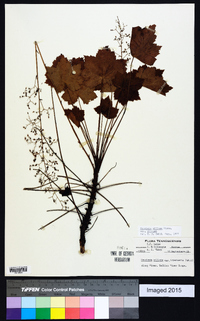 Heuchera villosa var. villosa image