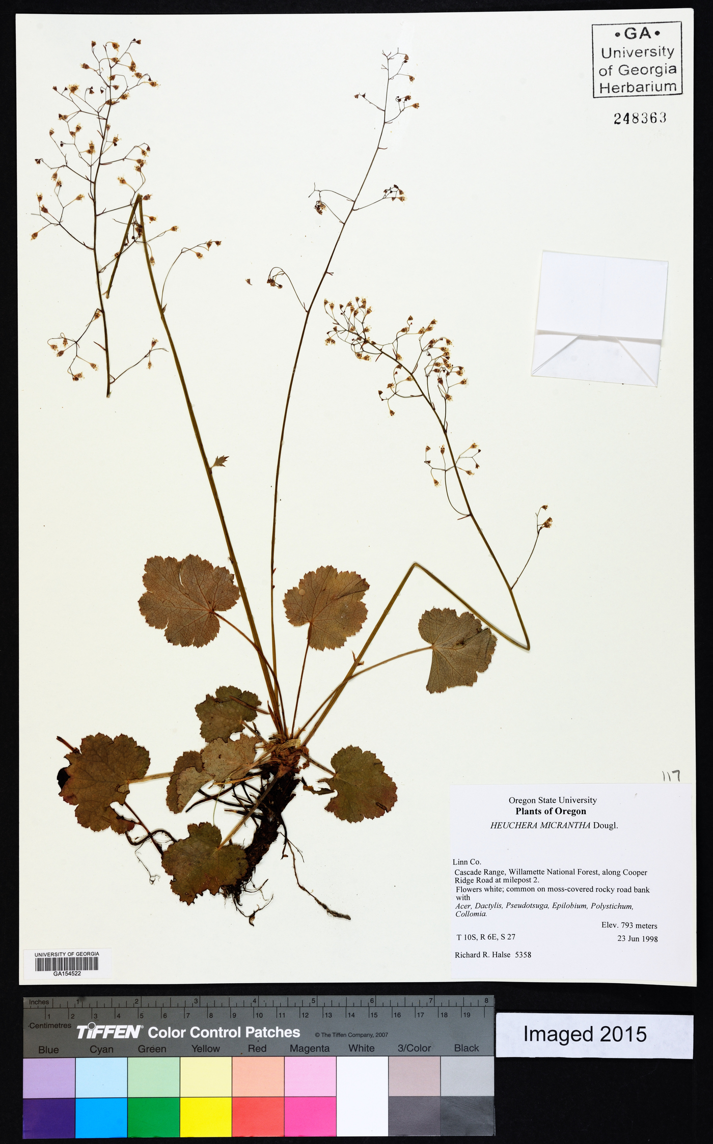 Heuchera micrantha image