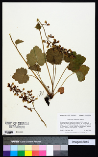 Heuchera pubescens image