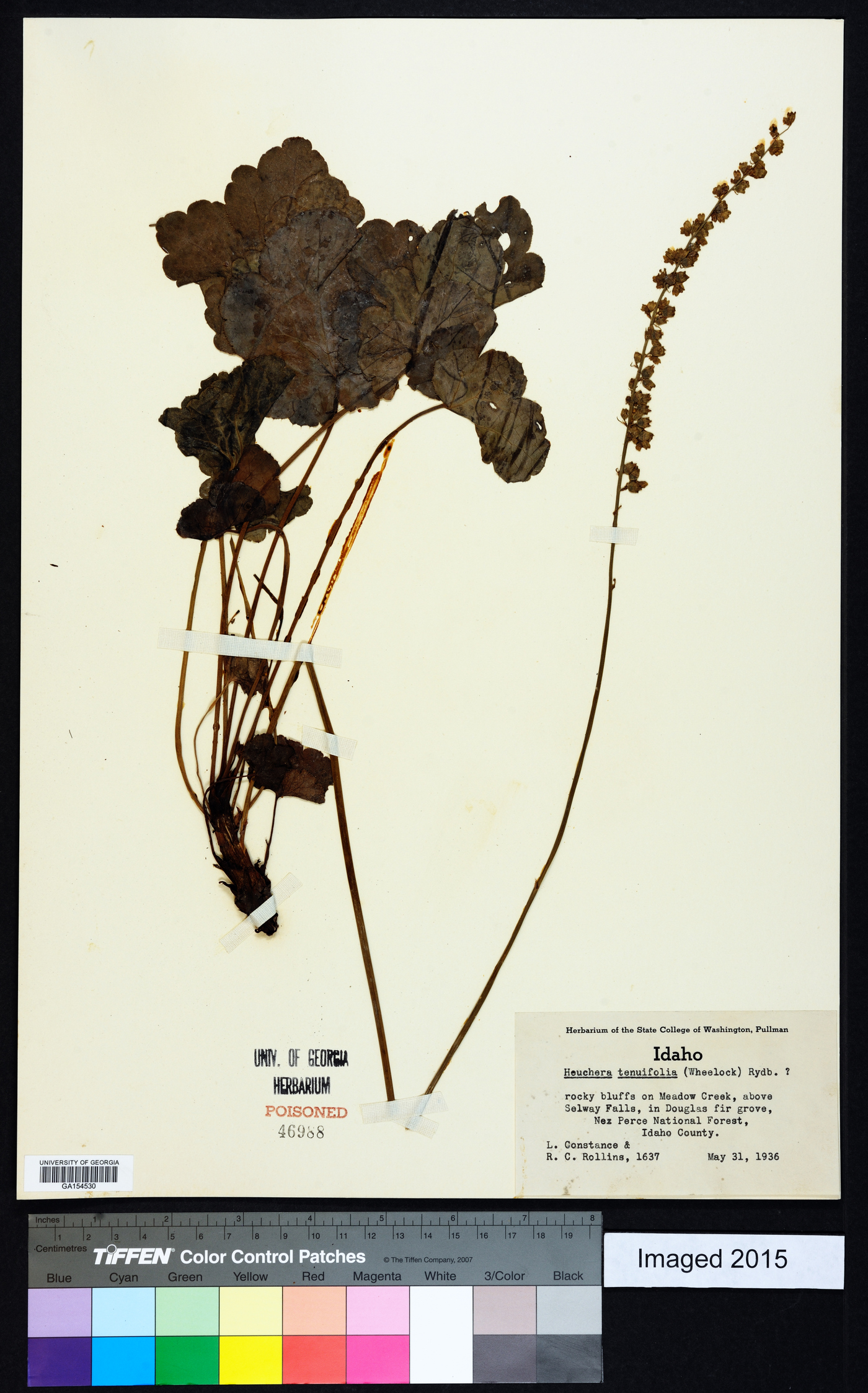 Heuchera tenuifolia image