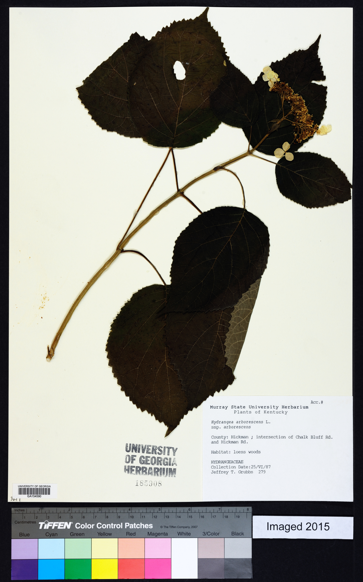 Hydrangea arborescens var. arborescens image