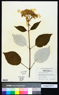 Hydrangea radiata image