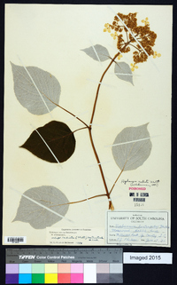 Hydrangea arborescens subsp. radiata image