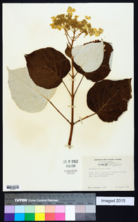 Hydrangea radiata image