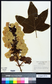 Hydrangea quercifolia image