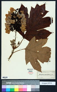 Hydrangea quercifolia image