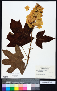 Hydrangea quercifolia image