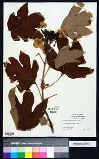 Hydrangea quercifolia image