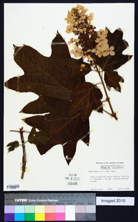 Hydrangea quercifolia image