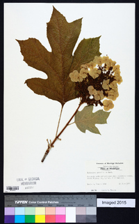 Hydrangea quercifolia image