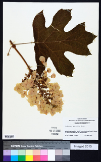 Hydrangea quercifolia image