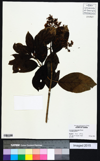 Hydrangea integrifolia image