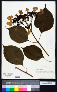 Hydrangea macrophylla image