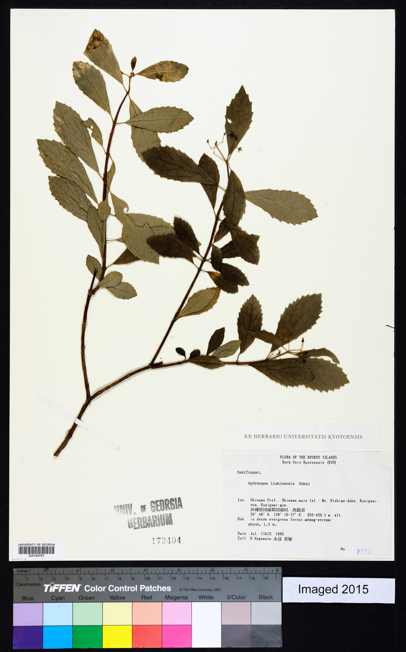 Hydrangea scandens subsp. liukiuensis image