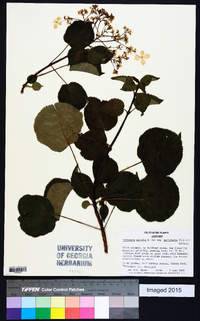 Hydrangea anomala image