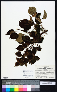 Hydrangea anomala image