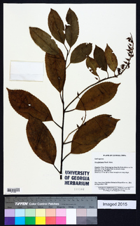 Itea glutinosa image