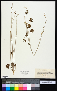 Lithophragma heterophyllum image