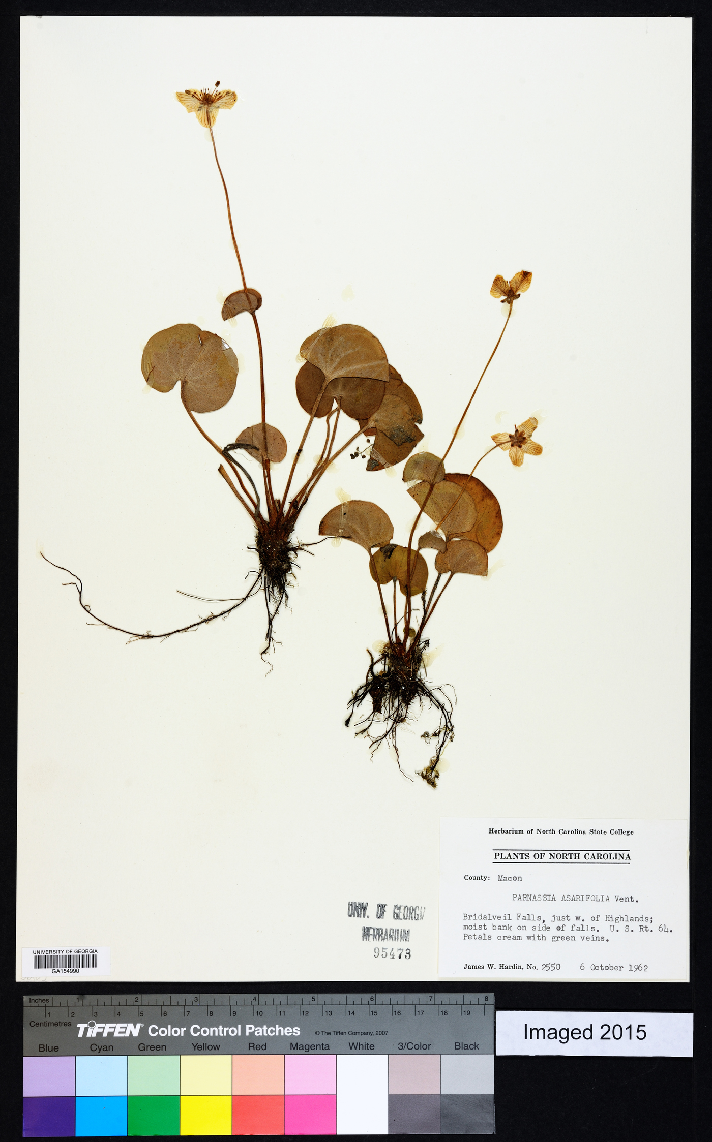 Parnassia asarifolia image