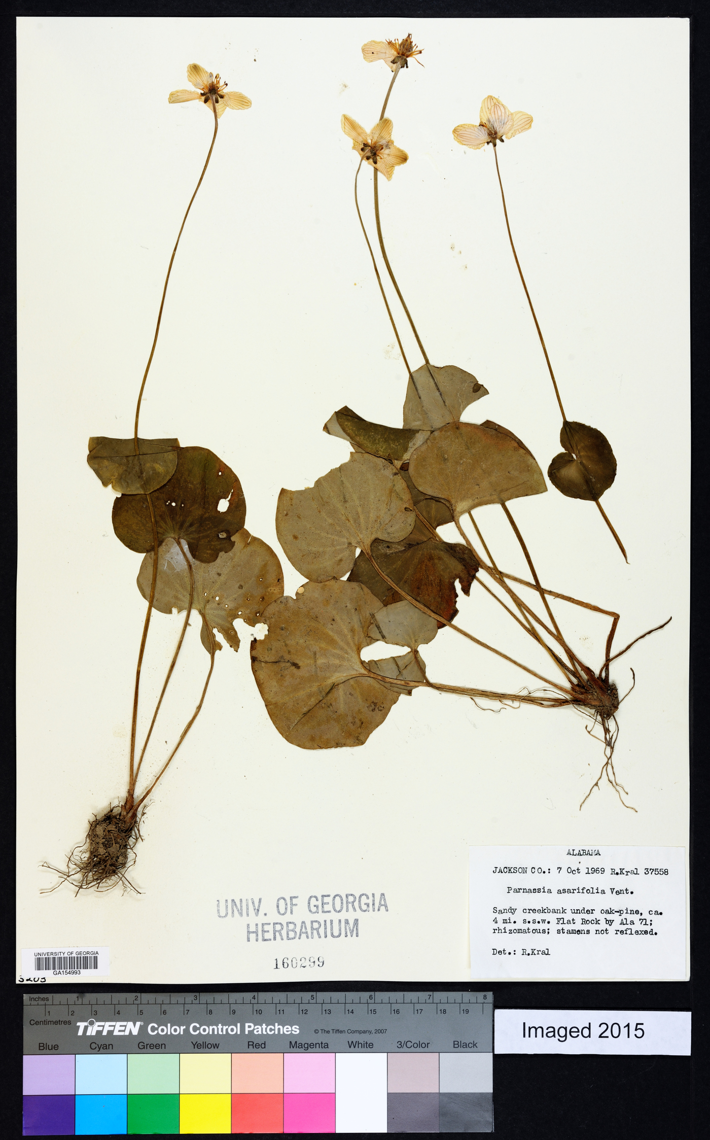 Parnassia asarifolia image