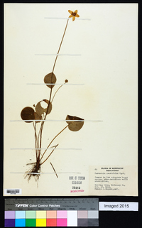 Parnassia asarifolia image