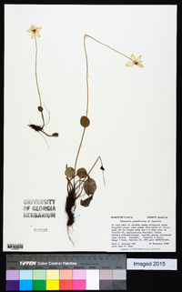 Parnassia grandifolia image